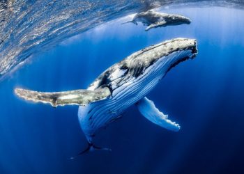 Spot Bitcoin ETFs Would Reduce Power of Whales and Increase Stability: Nansen Analyst