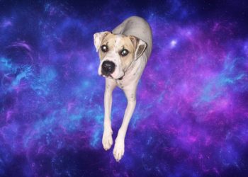 PINKY Token Soars 100x as Solana Memecoins Take Off and This Lesser Known Gem Could be Next