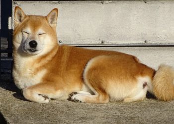 Is Bonk Going to Zero? BONK Price Drops as the Latest Meme Coin Prepares to List on Exchanges