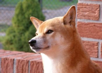 As ‘Dogecoin’ on SOL Blasts Up 60,980%, This Other Coin Just Breached $9,000,000