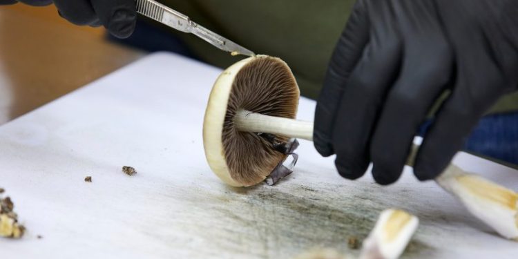 VA considers using psychedelic drugs to fight PTSD among veterans