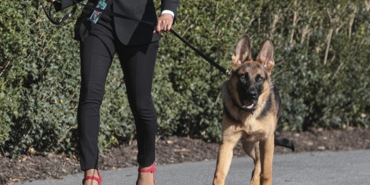 Biden’s dog bit Secret Service agents about 24 times, new records show