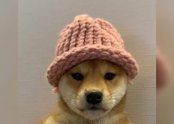 DogWifHat Investors Shift to Viral ICO Seeking 1000% ROI Gains