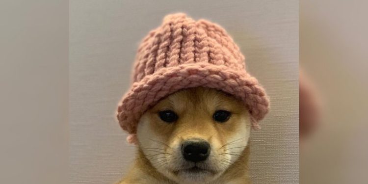 DogWifHat Investors Shift to Viral ICO Seeking 1000% ROI Gains