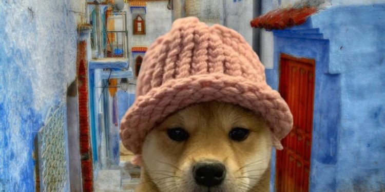 Is DogWifHat Going to Zero? WIF Price Plummets % While Mysterious New Coin Emerges