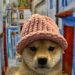 Is DogWifHat Going to Zero? WIF Price Plummets % While Mysterious New Coin Emerges