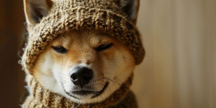 Is DogWifHat Going to Crash? WIF Price Plummets 26% as Focus Turns to Fresh Bitcoin Alternative