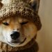 Is DogWifHat Going to Crash? WIF Price Plummets 26% as Focus Turns to Fresh Bitcoin Alternative