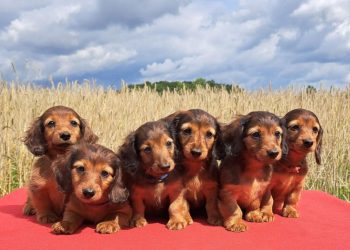 Dachshunds under threat as Germany proposes ban on breeding