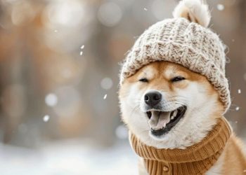 DogWifHat in Danger? WIF Price Tumbles 17% as New Solana Meme Coin Gains Momentum