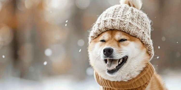 DogWifHat in Danger? WIF Price Tumbles 17% as New Solana Meme Coin Gains Momentum