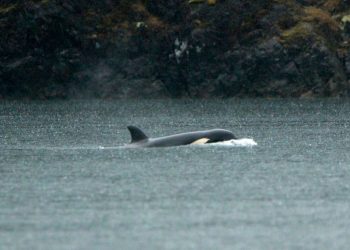 Rescuers in British Columbia pause efforts to save an orphaned orca calf stranded in a lagoon