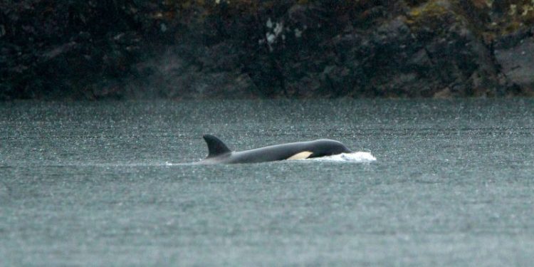 Rescuers in British Columbia pause efforts to save an orphaned orca calf stranded in a lagoon