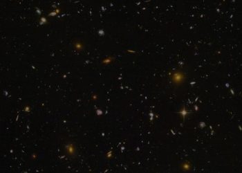 How one of the world’s most successful indoor pests took over the planet