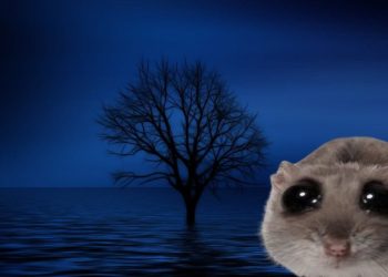 Solana Meme Coin HAMMY Price Pops And Experts Believe This Other Coin is Next