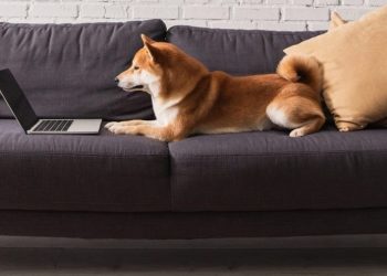 Meme Coin News: Tesla Adds DOGE Payments, Whale Buys $10.4M in PEPE