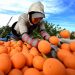 Orange juice prices are going through the roof — forcing some makers to consider alternative fruits