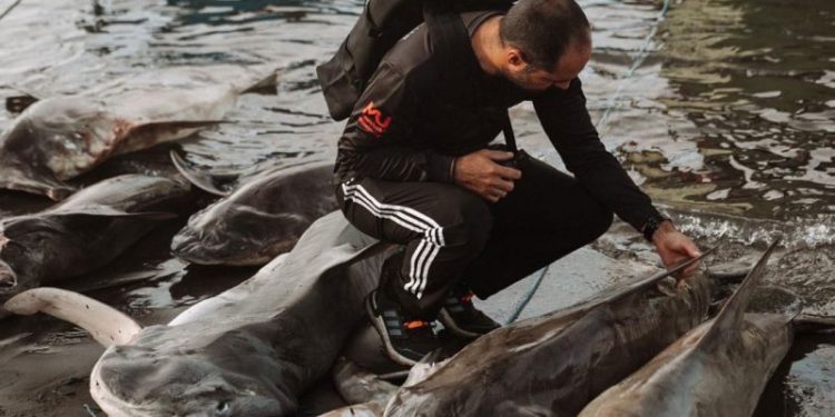 A third of shark species face extinction. Here’s what one man is doing to help