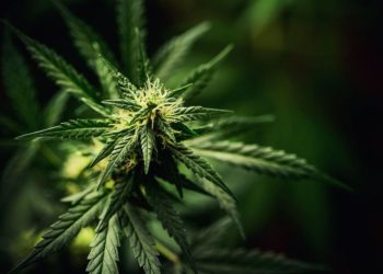 Cannabis Market Update: H1 2024 in Review