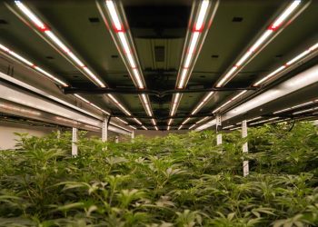 Trump signals support for Biden plan to loosen marijuana restrictions