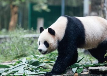 Panda pair arrive to VIP welcome in Hong Kong, as Beijing marks 75 years of communist China