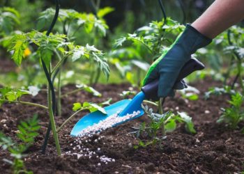 Fertilizers: The Difference Between Potash and Phosphate (Updated 2024)