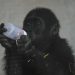 Baby gorilla rescued from cargo hold of Turkish Airlines plane