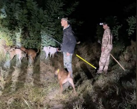 Bounty hunting wild boars in China: The once-protected species is now a growing public menace